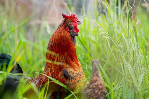 Chickens Hens Chooks Grazing Eating Grass Free Range Organic Farm — Stock Photo, Image