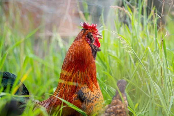 Chickens Hens Chooks Grazing Eating Grass Free Range Organic Farm — Stock Photo, Image