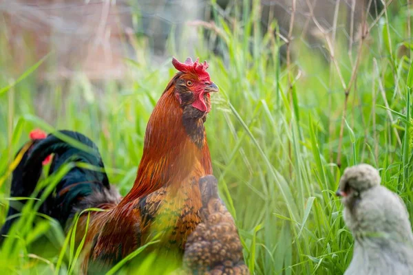 Chickens Hens Chooks Grazing Eating Grass Free Range Organic Farm — Stock Photo, Image