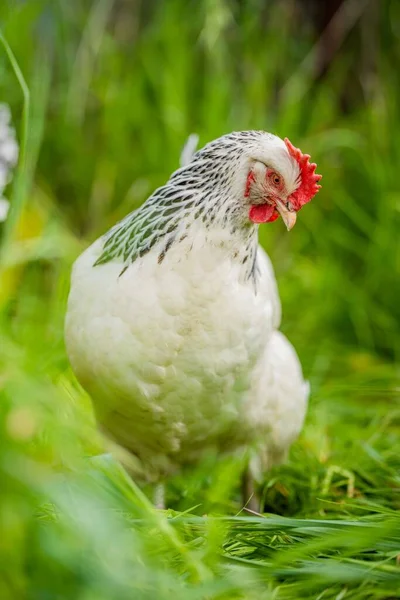 Tavuklar Tavuklar Tavuklar Otlayan Yiyen Otlar Serbest Bir Alanda Organik — Stok fotoğraf