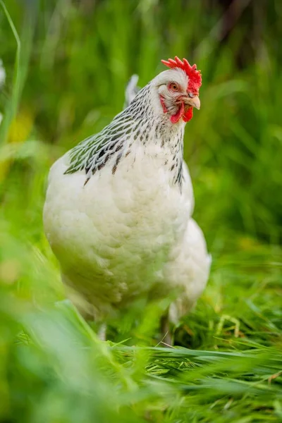 Tavuklar, tavuklar ve tavuklar, otlayan ve yiyen otlar, serbest bir alanda, organik bir çiftlikte, Avustralya 'da bir çiftlikte, bir çiftlik ve çiftlikte..