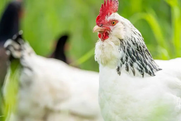 Pollos Gallinas Pichones Pastando Comiendo Pasto Una Granja Orgánica Gallinero — Foto de Stock