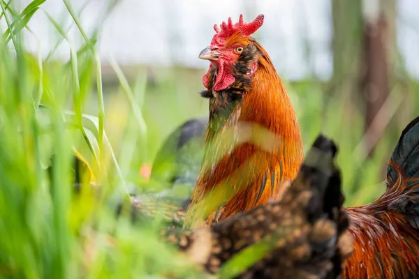 Chickens Hens Chooks Grazing Eating Grass Free Range Organic Farm — Stock Photo, Image