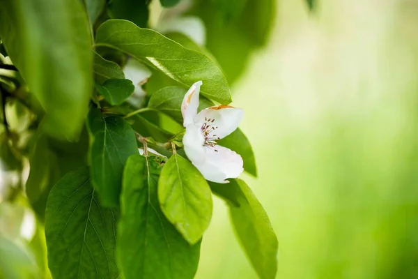 花に花を咲かせ 春にリンゴの木に オーストラリアで 太陽の下で白と緑の色で — ストック写真