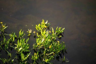 Avustralya 'da bir tarlada otlayan damızlık sığır ve sığır eti. Türleri arasında benek parkı, murray grisi, angus, brangus ve wagyu bulunur..