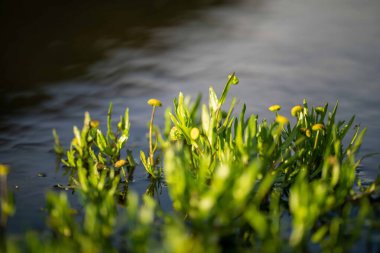 Avustralya 'da bir tarlada otlayan damızlık sığır ve sığır eti. Türleri arasında benek parkı, murray grisi, angus, brangus ve wagyu bulunur..
