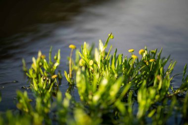Avustralya 'da bir tarlada otlayan damızlık sığır ve sığır eti. Türleri arasında benek parkı, murray grisi, angus, brangus ve wagyu bulunur..