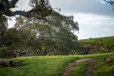 Avustralya 'da bir tarlada otlayan damızlık sığır ve sığır eti. Türleri arasında benek parkı, murray grisi, angus, brangus ve wagyu bulunur..