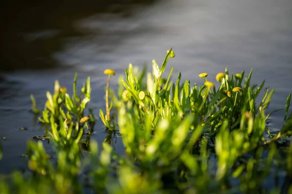 Avustralya 'da bir tarlada otlayan damızlık sığır ve sığır eti. Türleri arasında benek parkı, murray grisi, angus, brangus ve wagyu bulunur..
