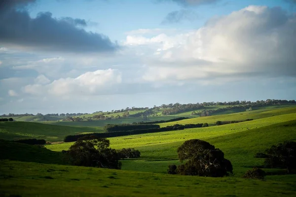 Говяжьи Быки Коровы Пасутся Траве Поле Австралии Породы Включают Себя — стоковое фото