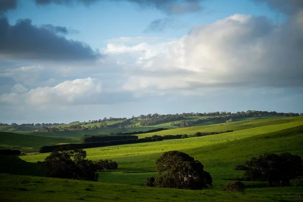 Zuchtbullen Und Kühe Weiden Auf Einem Feld Australien Auf Gras — Stockfoto