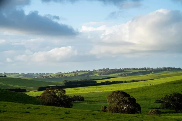 Говяжьи Быки Коровы Пасутся Траве Поле Австралии Породы Включают Себя — стоковое фото