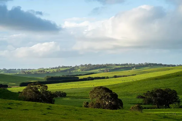 Stud Rundstieren Koeien Grazen Gras Een Veld Australië Rassen Zijn — Stockfoto