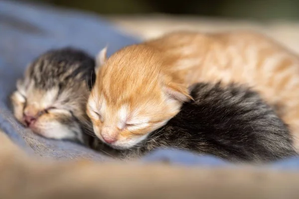Stray Kittens Sleeping Top Wooden Box — Stock Photo, Image