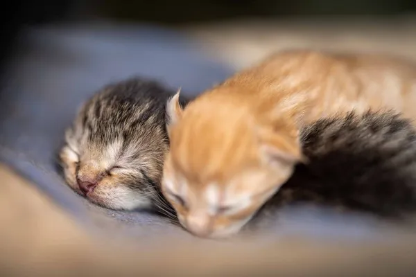 Stray Kittens Slapen Bovenop Een Houten Doos — Stockfoto