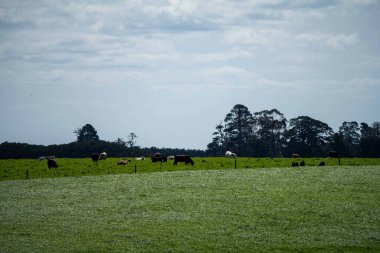 Aygır Angus, wagyu, benek parkı, Murray Grey, Süt Ürünleri, sığır İnekleri ve bir tarlada otlayan boğalar. Avustralya 'da bir tarım çiftliğinde yetiştirilen hayvanlar organik ve serbest..