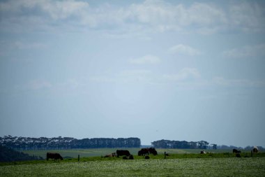 Aygır Angus, wagyu, benek parkı, Murray Grey, Süt Ürünleri, sığır İnekleri ve bir tarlada otlayan boğalar. Avustralya 'da bir tarım çiftliğinde yetiştirilen hayvanlar organik ve serbest..