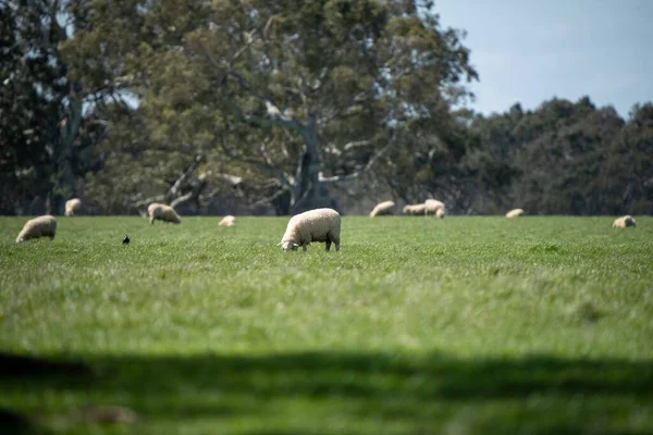 Merino Sheep Grazing Eating Grass New Zealand Australia — Stock Photo, Image