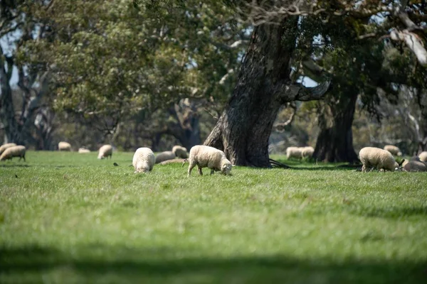 Merino Pecore Pascolo Mangiare Erba Nuova Zelanda Australia — Foto Stock