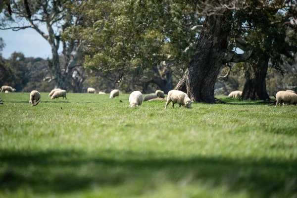 Merino Sheep Grazing Eating Grass New Zealand Australia — Stock Photo, Image