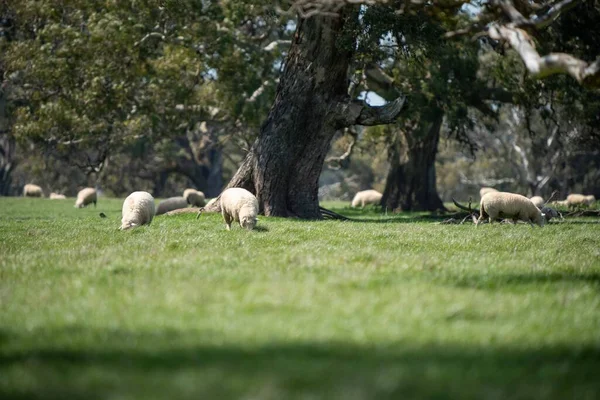 Merino Sheep Grazing Eating Grass New Zealand Australia — Stock Photo, Image