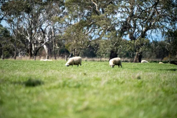 Merino Koyunu Yeni Zelanda Avustralya Otluyor Yiyor — Stok fotoğraf