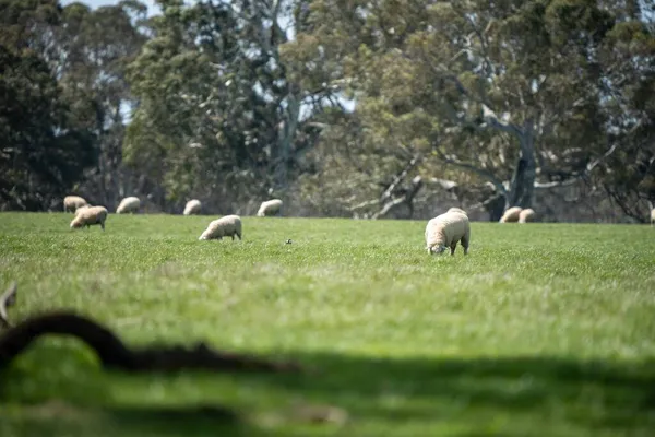 Merino Ovelhas Pastando Comendo Grama Nova Zelândia Austrália — Fotografia de Stock