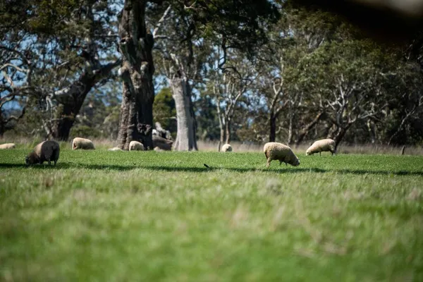 Merino Ovejas Pastoreo Comer Hierba Nueva Zelanda Australia — Foto de Stock