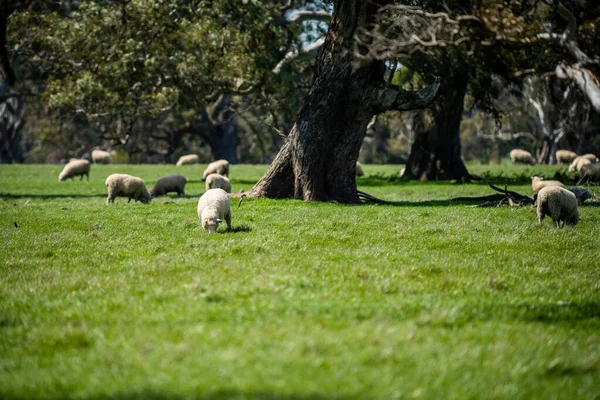 Merino Ovce Pást Jíst Trávu Novém Zélandu Austrálii — Stock fotografie