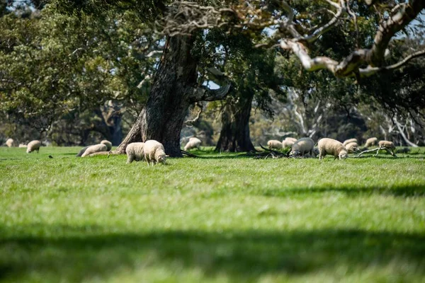 Merino Ovelhas Pastando Comendo Grama Nova Zelândia Austrália — Fotografia de Stock