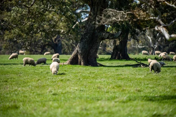 Merino Schafe Weiden Und Fressen Gras Neuseeland Und Australien — Stockfoto