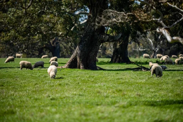 Мериносовые Овцы Пасущиеся Питающиеся Травой Новой Зеландии Австралии — стоковое фото