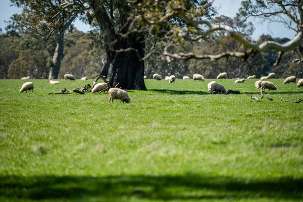 Merino Schafe Weiden Und Fressen Gras Neuseeland Und Australien — Stockfoto