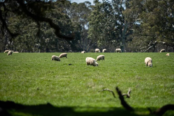 Merino Owca Wypas Jedzenie Trawy Nowej Zelandii Australii — Zdjęcie stockowe