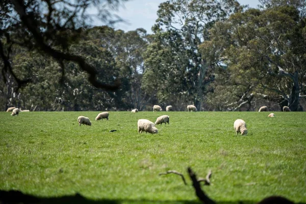 Merino Schafe Weiden Und Fressen Gras Neuseeland Und Australien — Stockfoto