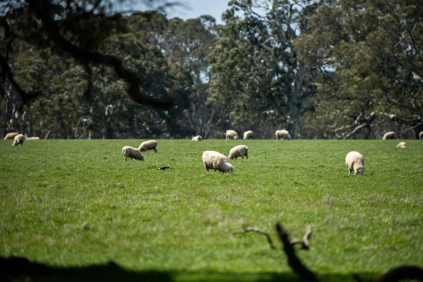 Merino Ovelhas Pastando Comendo Grama Nova Zelândia Austrália — Fotografia de Stock