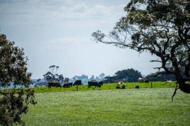 Aygır Angus, wagyu, benek parkı, Murray Grey, Süt Ürünleri, sığır İnekleri ve bir tarlada otlayan boğalar. Avustralya 'da bir tarım çiftliğinde yetiştirilen hayvanlar organik ve serbest..