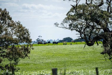 Aygır Angus, wagyu, benek parkı, Murray Grey, Süt Ürünleri, sığır İnekleri ve bir tarlada otlayan boğalar. Avustralya 'da bir tarım çiftliğinde yetiştirilen hayvanlar organik ve serbest..