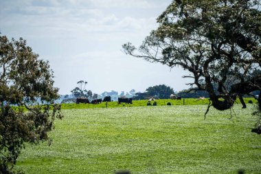 Aygır Angus, wagyu, benek parkı, Murray Grey, Süt Ürünleri, sığır İnekleri ve bir tarlada otlayan boğalar. Avustralya 'da bir tarım çiftliğinde yetiştirilen hayvanlar organik ve serbest..