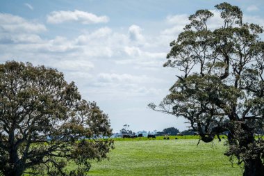 Aygır Angus, wagyu, benek parkı, Murray Grey, Süt Ürünleri, sığır İnekleri ve bir tarlada otlayan boğalar. Avustralya 'da bir tarım çiftliğinde yetiştirilen hayvanlar organik ve serbest..