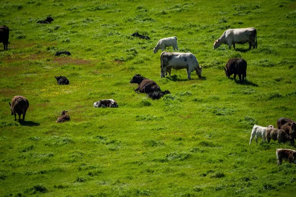 スタッド アンガス スペックル パーク マレー グレイ デイリー アンド ビーフ牛や牛が畑の草や牧草地で放牧されています オーストラリアの農業農場で栽培されています — ストック写真
