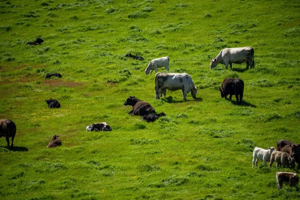 スタッド アンガス スペックル パーク マレー グレイ デイリー アンド ビーフ牛や牛が畑の草や牧草地で放牧されています オーストラリアの農業農場で栽培されています — ストック写真