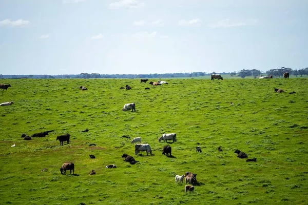 Stud Angus Wagyu Speckle Park Murray Grey Mléko Hovězí Krávy — Stock fotografie
