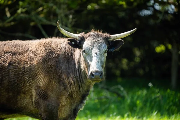 Stud Angus Wagyu Speckle Park Murray Grey Dairy Beef Vacas — Fotografia de Stock