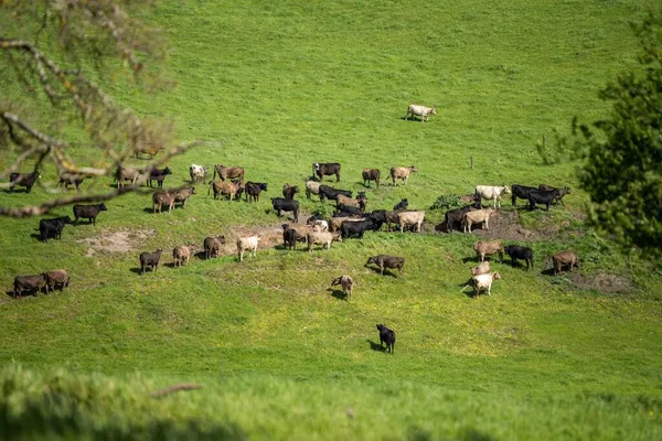 Stud Angus Wagyu Speckle Park Murray Grey Dairy Beef Vacas — Fotografia de Stock