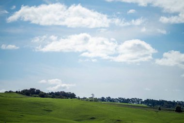 Aygır Angus, wagyu, benek parkı, Murray Grey, Süt Ürünleri, sığır İnekleri ve bir tarlada otlayan boğalar. Avustralya 'da bir tarım çiftliğinde yetiştirilen hayvanlar organik ve serbest..