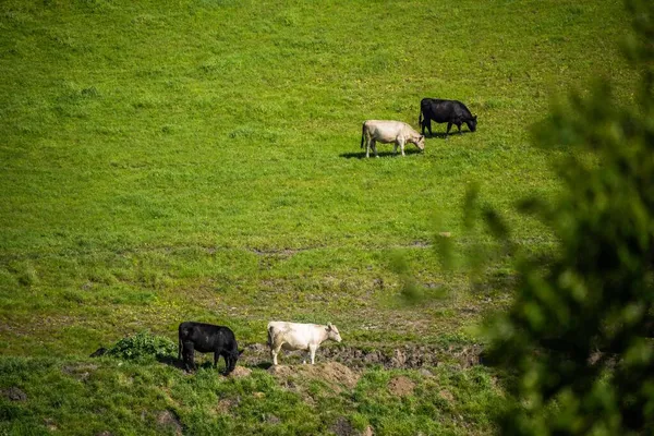 Stadnina Angus Wagyu Speckle Park Murray Grey Krowy Byki Mleczne — Zdjęcie stockowe