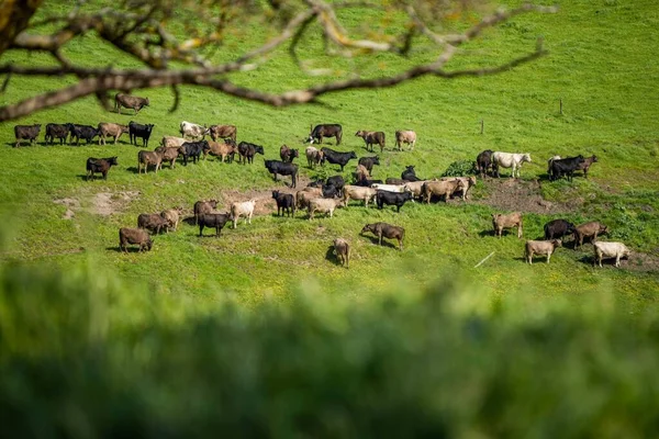 Stud Angus Wagyu Speckle Park Murray Grey Dairy Beef Vacas — Fotografia de Stock