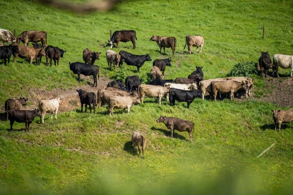 Stadnina Angus Wagyu Speckle Park Murray Grey Krowy Byki Mleczne — Zdjęcie stockowe