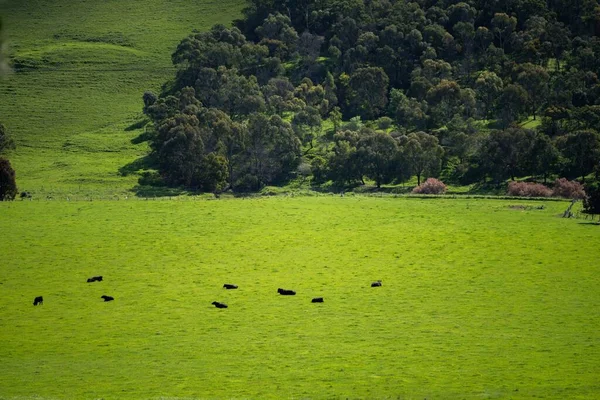 Stud Angus Wagyu Speckle Park Murray Grey Dairy Beef Vacas — Fotografia de Stock